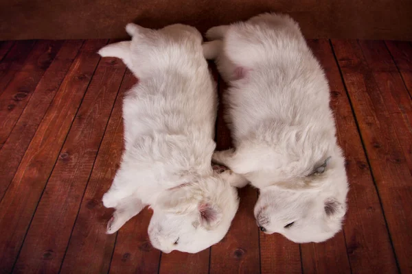 Két kicsi egy hónapos aranyos fehér Samoyed kölyökkutyák kutyák — Stock Fotó