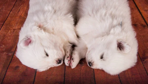 İki küçük bir aylık sevimli beyaz Samoyed köpek yavrusu. — Stok fotoğraf