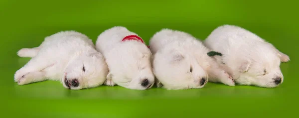 Cuatro cachorros pequeños de un mes de edad lindos cachorros blancos Samoyed perros —  Fotos de Stock