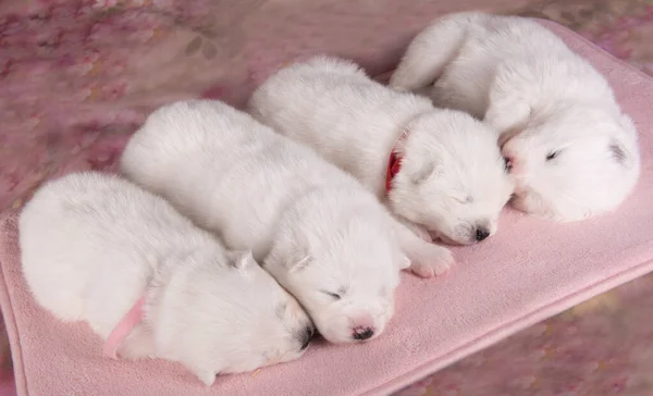 Čtyři malé dva týdny starý roztomilý bílý Samoyed štěňata psi — Stock fotografie