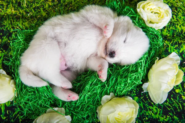 Blanco pequeño perro cachorro Samoyed sobre fondo de hierba verde — Foto de Stock