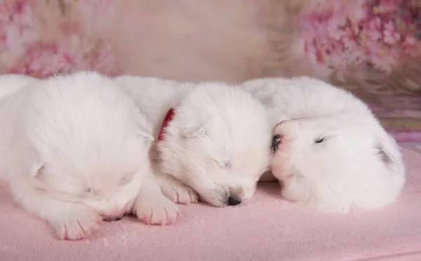 Três pequenas duas semanas de idade bonito branco cachorros Samoyed cães estão dormindo — Fotografia de Stock