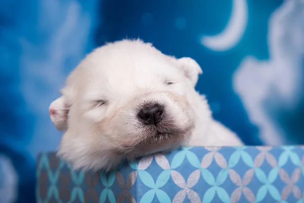 白いふわふわ小さなサモイドの子犬犬でギフトボックス — ストック写真