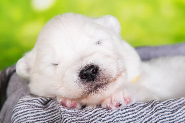 Bianco piccolo cane cucciolo Samoyed su sfondo erba verde — Foto Stock