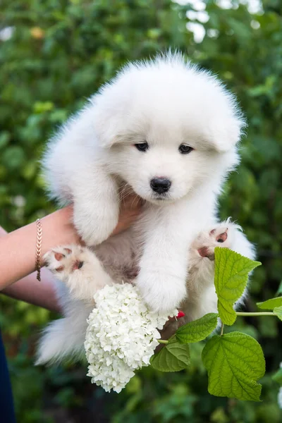 Female hands holding white fluffy Samoyed puppy — Stock Photo, Image