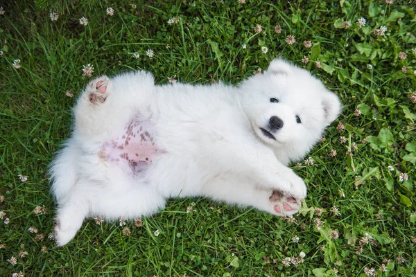 Funny Samoyed puppy dog top view in the garden — Stock Photo, Image
