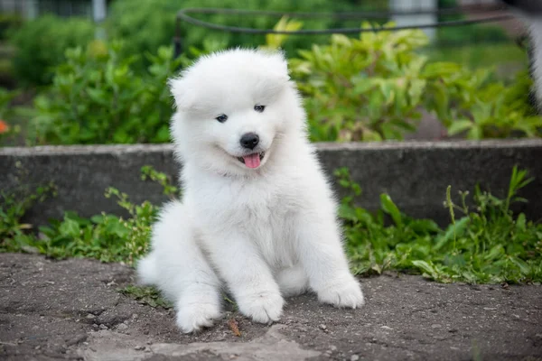 Αστεία Samoyed κουτάβι στον καλοκαιρινό κήπο στο δρόμο — Φωτογραφία Αρχείου