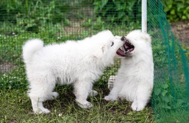 İki komik pofuduk beyaz Samoylu köpek oynuyorlar.