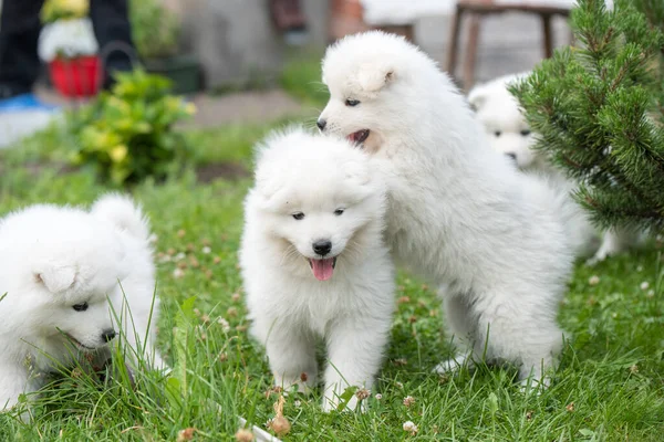 Komik tüylü beyaz Samoyed köpekleri oynuyor — Stok fotoğraf