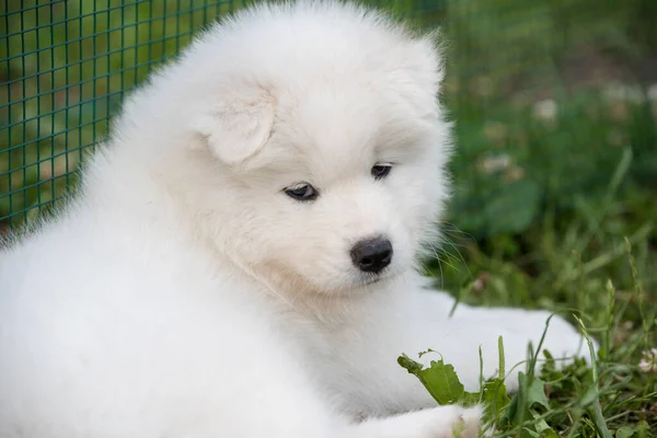 Funny Samoyed puppy in the summer garden on grass — Stock Photo, Image