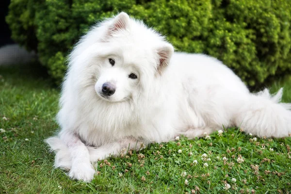 Grand chien blanc aux cheveux duveteux de race Samoyed — Photo
