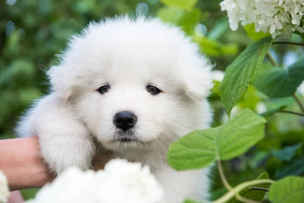 Manos femeninas sosteniendo blanco esponjoso cachorro Samoyedo —  Fotos de Stock