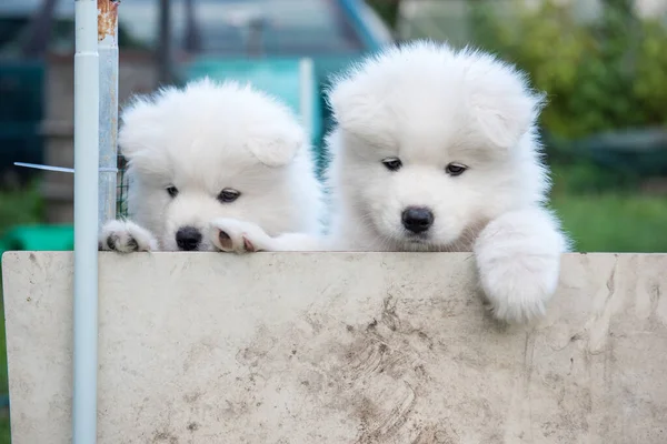 Twee witte pluizige Samoyed puppies gluuren uit het hek — Stockfoto