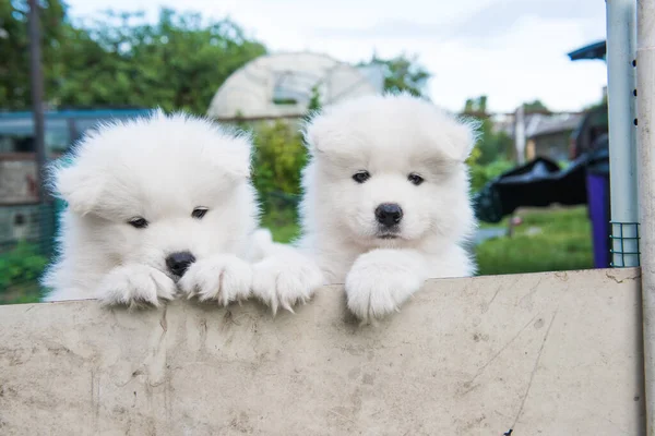 İki komik beyaz Samoylu köpek çitten dışarı bakıyor. — Stok fotoğraf