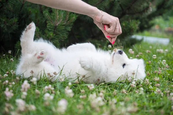 Vicces Samoyed kiskutya top kilátás a kertben — Stock Fotó