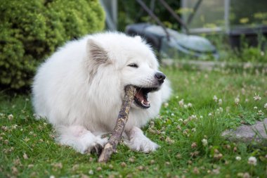 Beyaz Samoyed köpeği çimenlerde bir sopa kemiriyor.