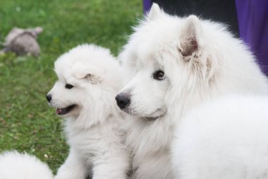 Samoyed köpekleri ailesi. Samoyed köpek yavrusu ve yetişkin