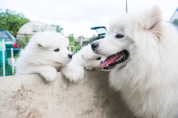 Familj till två samojerade hundar. Samojad valp och vuxen — Stockfoto