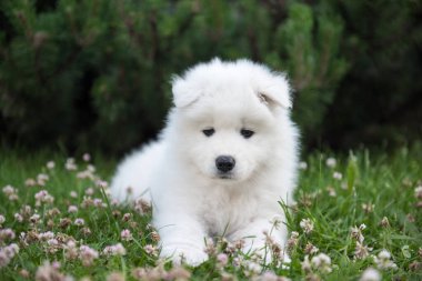 Yeşil çimlerin üzerinde Komik Samoyed köpek yavrusu