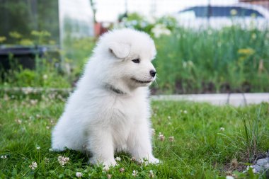 Yeşil çimlerin üzerinde Komik Samoyed köpek yavrusu