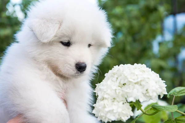 Beyaz tüylü Samoyed köpeğini tutan kadın eller — Stok fotoğraf