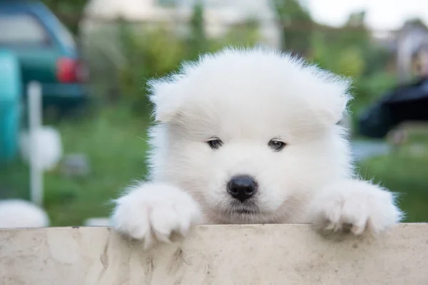 White fluffy Samoyed puppy peeking out from the fence — Stock Photo, Image