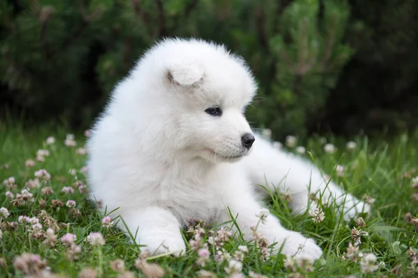 Funny Samoyed puppy on the green grass — Stock Photo, Image