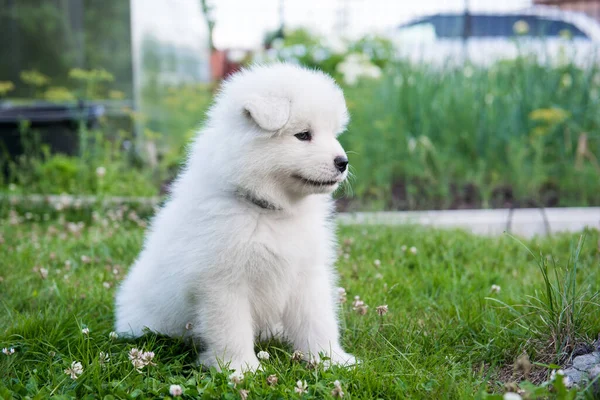 Yeşil çimlerin üzerinde Komik Samoyed köpek yavrusu