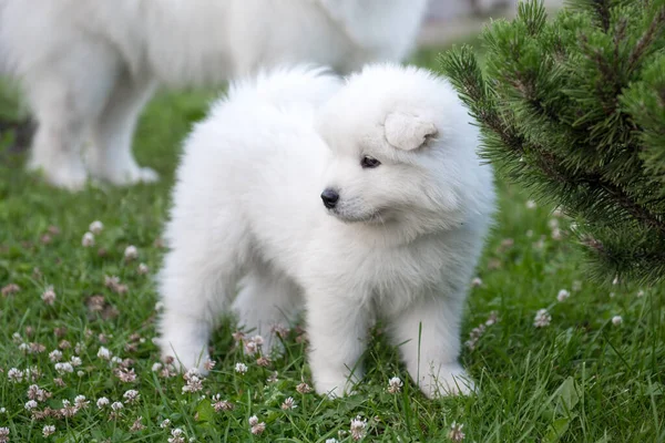 Śmieszne Samoyed szczeniak na zielonej trawie — Zdjęcie stockowe