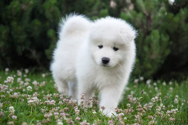 Vicces Samoyed kiskutya a zöld füvön — Stock Fotó