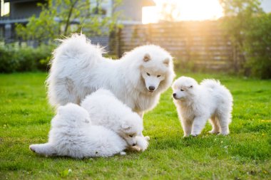 Dişi Samoyed köpeği ve köpek yavruları çimenlerde yürüyor.