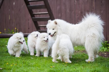 Dişi Samoyed köpeği ve köpek yavruları çimenlerde yürüyor.