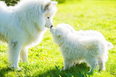 Dişi Samoyed köpeği ve köpek yavruları çimenlerde yürüyor.