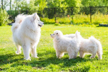 Dişi Samoyed köpeği ve köpek yavruları çimenlerde yürüyor.