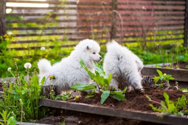 Komik tüylü beyaz Samoyed köpekleri oynuyor