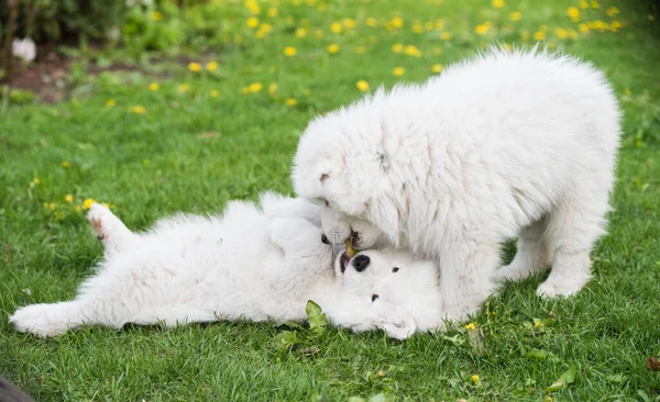 Roliga fluffiga vita Samojade valpar hundar leker — Stockfoto