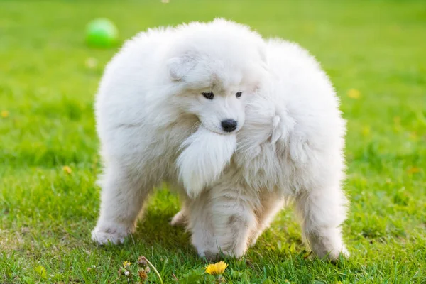 Funny fluffy white Samoyed puppies dogs are playing — Stock Photo, Image