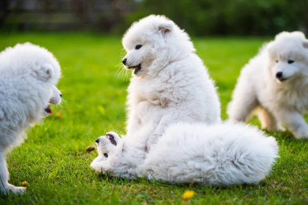 Grappig pluizig wit Samoyed puppies honden spelen — Stockfoto