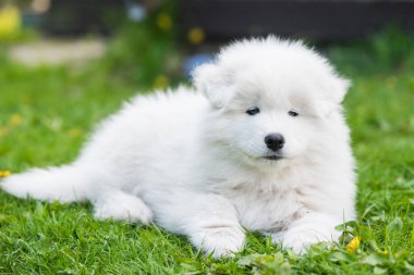 Yeşil çimlerin üzerinde Komik Samoyed köpek yavrusu