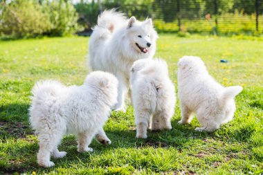 Dişi Samoyed köpeği ve köpek yavruları çimenlerde yürüyor.