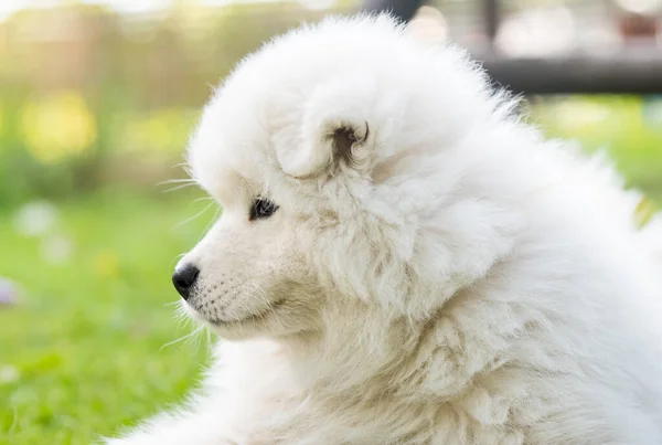 Śmieszne Samoyed szczeniak na zielonej trawie — Zdjęcie stockowe