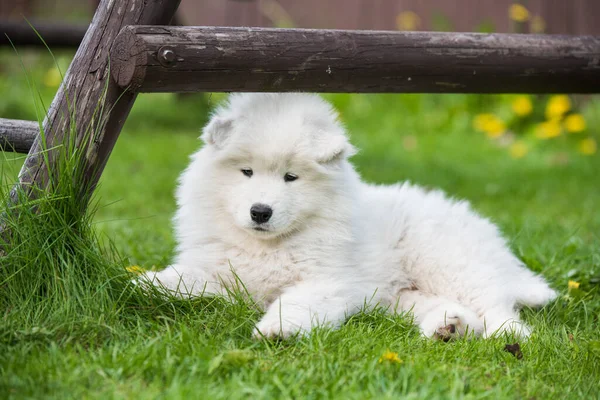 Funny Samoyed puppy on the green grass — Stock Photo, Image