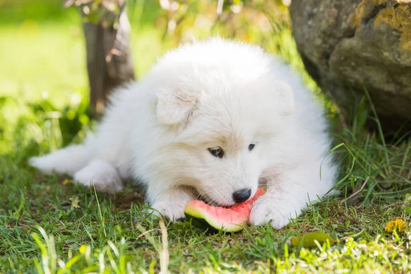 Rolig Samojad valp äter vattenmelon på gräs — Stockfoto