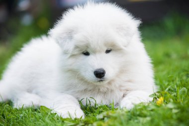 Yeşil çimlerin üzerinde Komik Samoyed köpek yavrusu