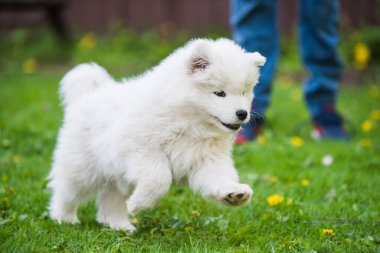 Sevimli Samoyed köpek yavrusu çimlerde koşuyor