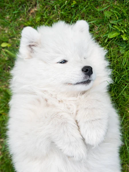 Samoyed kiskutya tetejére kilátás nyílik a zöld fű — Stock Fotó