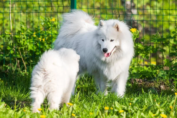 女性samoyed犬とともに子犬が草の上を歩く — ストック写真