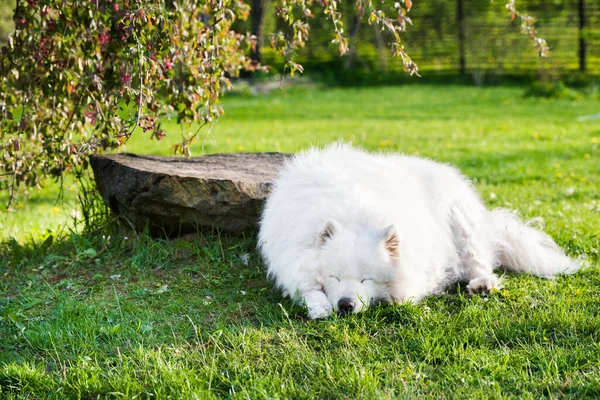 Porträt des Alters Samoyed Hund draußen — Stockfoto