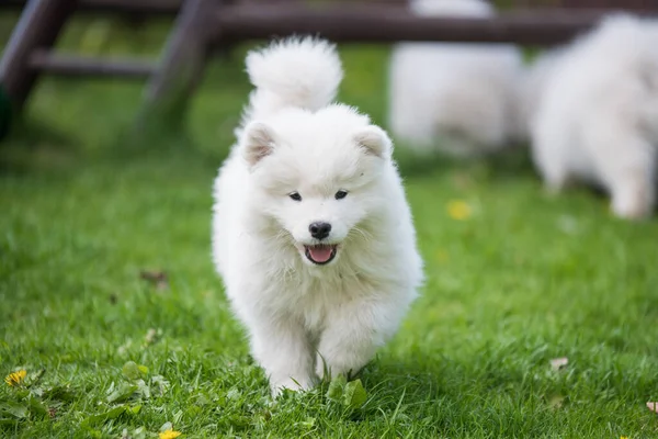 芝生の上を走る愛らしいサモイドの子犬 — ストック写真