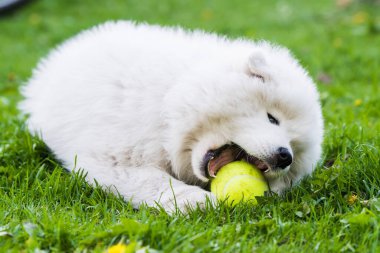 Beyaz Samoylu yavru köpek tenis topuyla oynuyor.